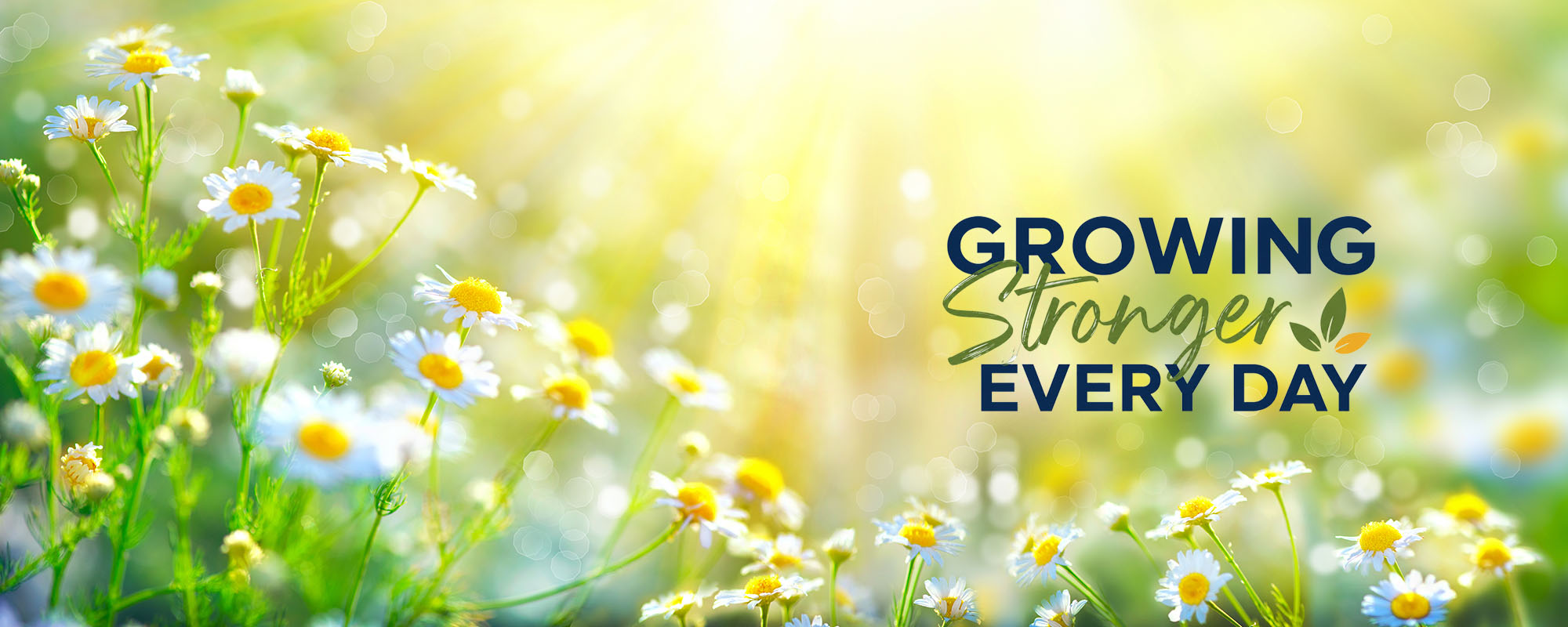 Growing Stronger Every Day on top of a field of chamomile flowers